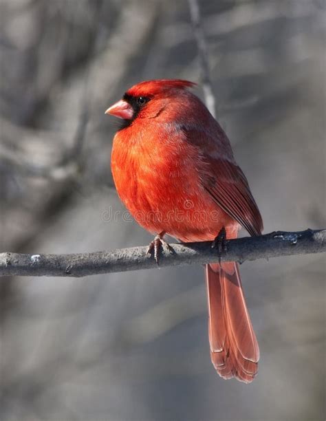 Cardinal Bird Male stock image. Image of tail, exotic - 9247459