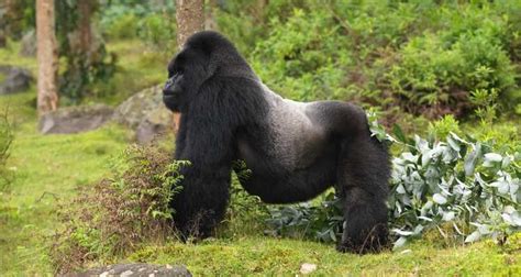 Why do Silverback Gorillas fight? - silverback gorilla fights