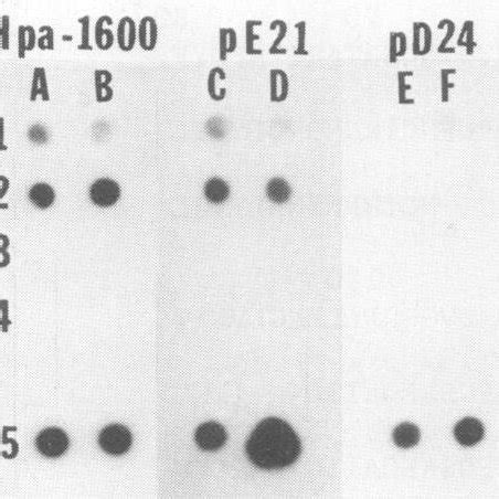 Dot blot hybridization assay. A dot blot hybridization assay was used ...