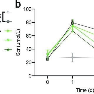 Asiaticoside Reduced The Infiltration Of Macrophages In Renal Iri Mice