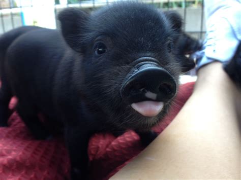 Current Litter | Karly's Teacup Pigs