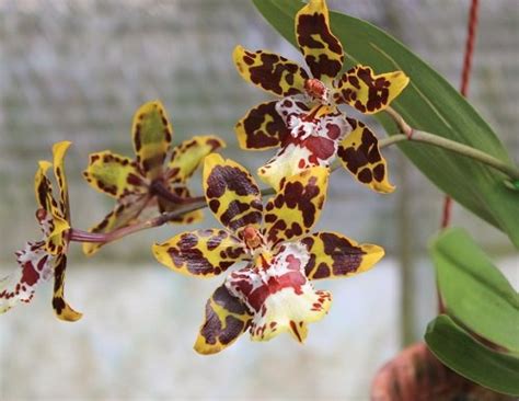 10 Orchids That Look Like Animals | Balcony Garden Web