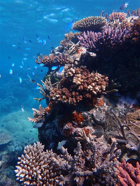 How Scientists Are Restoring Coral At The Great Barrier Reef Here And Now