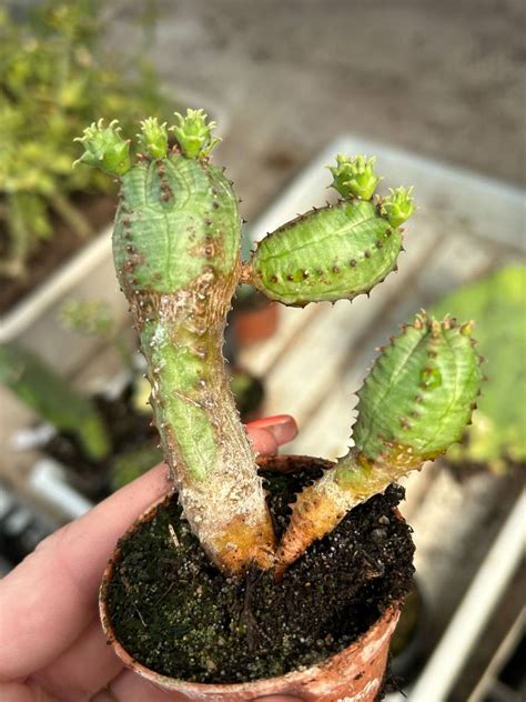 Euphorbia Globosa Succulents Euphorbia Kaktusy Sukulenty I Inne