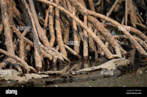 Closeup Stilt Or Prop Roots Of Mangrove Tree On The Mangrove Forest Mangrove Aerial Roots