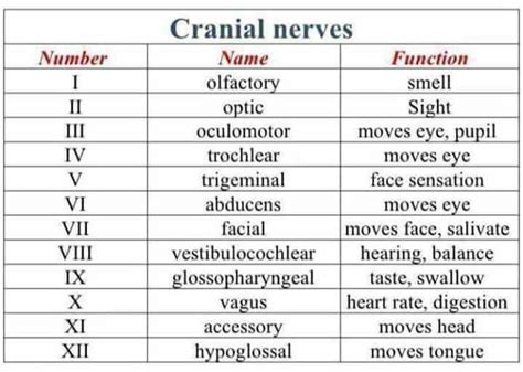 Cranial Nerves Chart