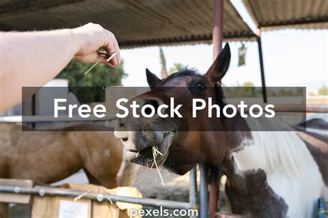 Horse Food Photos, Download The BEST Free Horse Food Stock Photos & HD Images