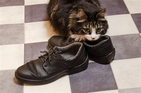 Why Does My Dog Pee On My Shoes