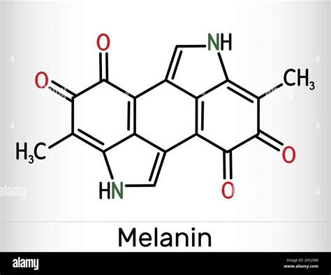 Molécula De Melanina Polímeros De Derivados De Tirosina Que Se