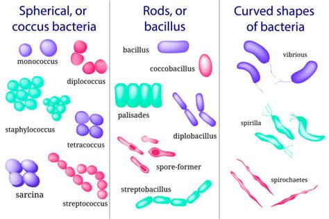 Cocci Bacteria stock vectors - iStock