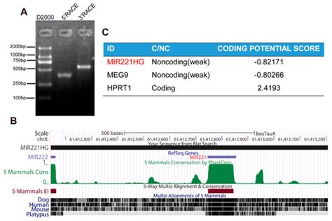 Genes Free Full Text Mir221hg Is A Novel Long Noncoding Rna That