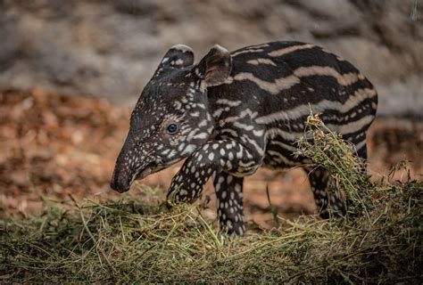 ‘Precious’ endangered baby tapir born at Chester Zoo | BT