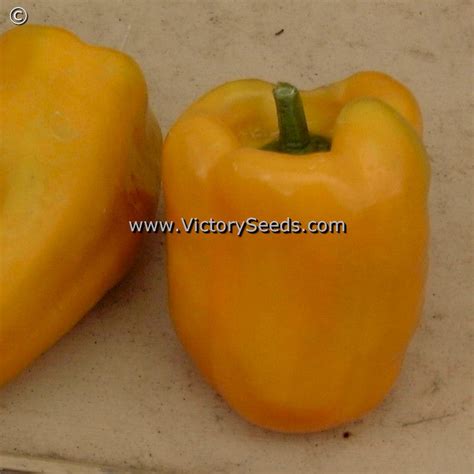 Golden California Wonder Bell Pepper - Victory Seeds® – Victory Seed Company