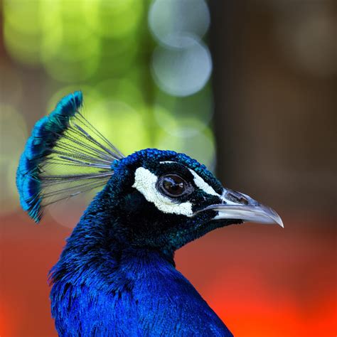 Face Eyes Photography Nature Peacocks Birds Colorful Wildlife Wallpapers Hd Desktop And Mobile