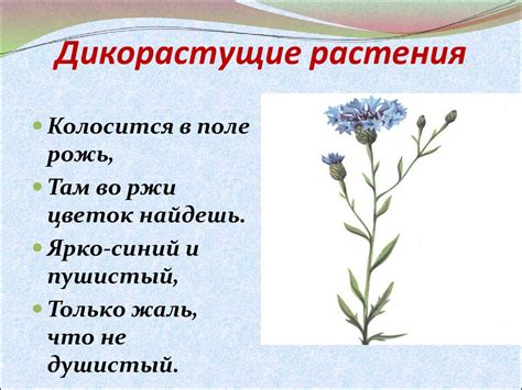 Дикорастущие и культурные растения - презентация онлайн