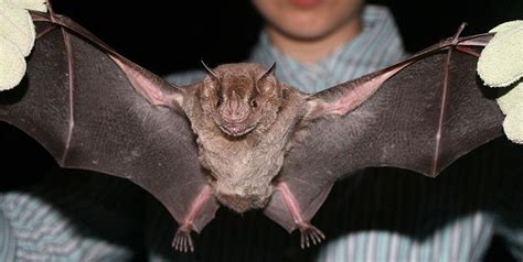 Zanitys Education Resources Featuring The Jamaican Common Bat Or