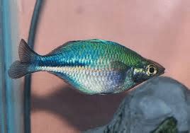 Turquoise Rainbowfish Melanotaenia Lacustris Tropical Fish Site