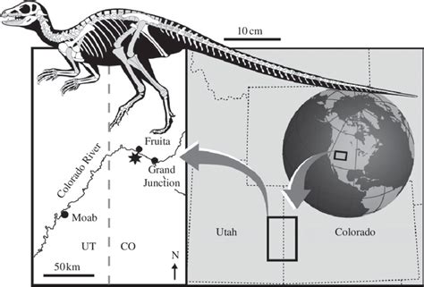 Micropachycephalosaurus Size