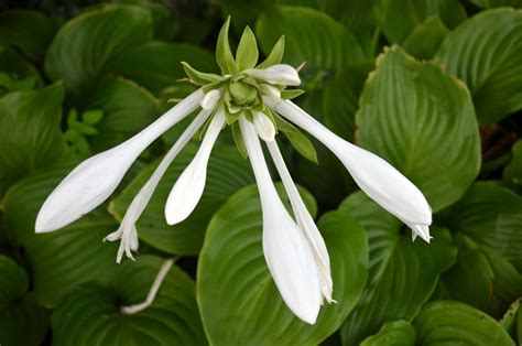 Hosta Plantaginea August Lily Wave Hill