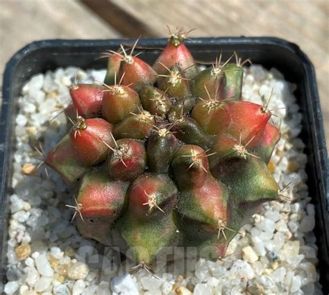 Shpr Gymnocalycium Mihanovichii F Variegata