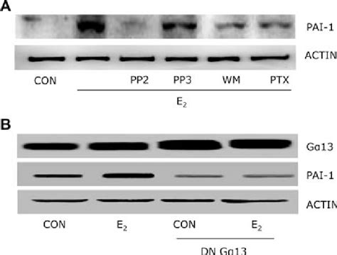 Estradiol Induces Pai 1 Expression Via G Proteins C Src And Pi3k A Download Scientific