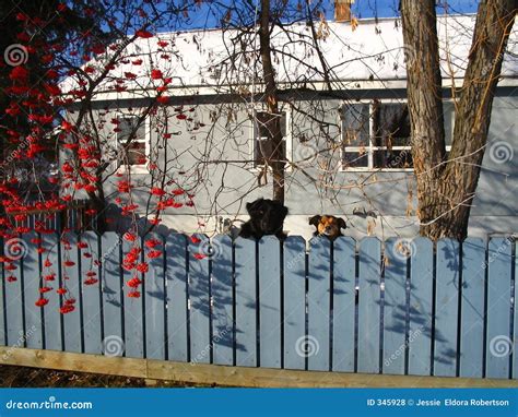 Dogs Hanging Over The Fence Stock Photo Image Of Rowan Nature 345928