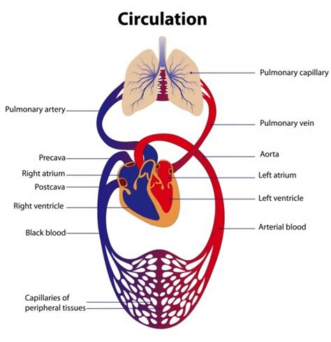 Schematic Diagram Of Blood Circulation In Human Body