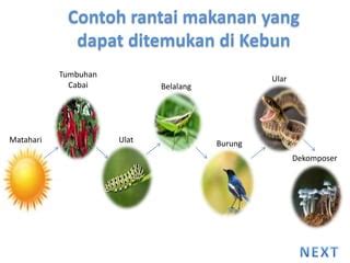 Rantai makanan | PPT