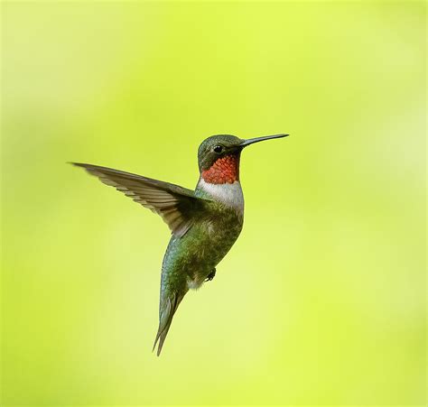 Hummingbird At Our Farm Photograph By Julie Barrick Pixels