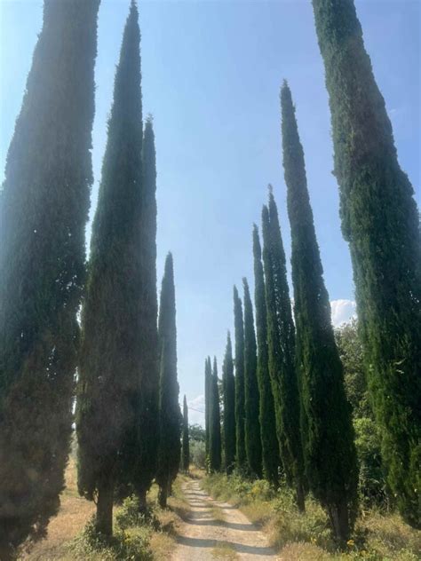 Strade Bianche Cipressi Colline Castelli E Poderi Tutti Nuovi I