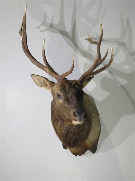 Rccky Mountain Bull Elk Taxidermy Mount for Sale. - Etsy