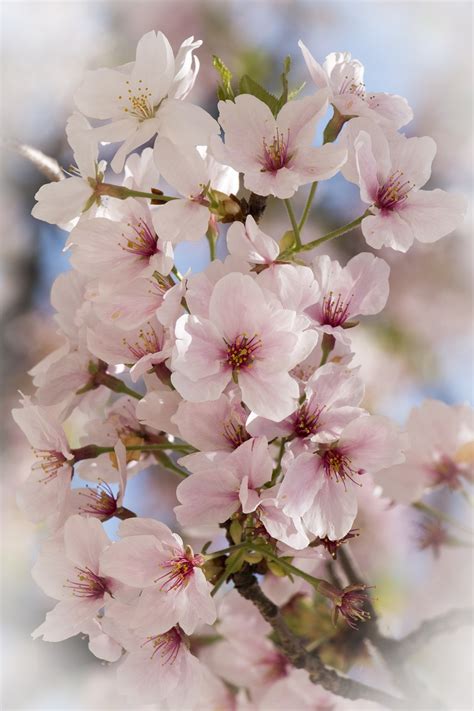 Aprender Sobre Imagem Flor De Cerejeira Sakura Br Thptnganamst Edu Vn