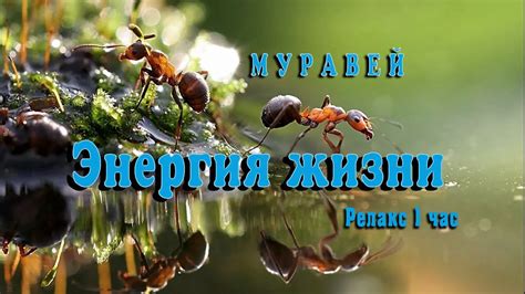 Муравей. Энергия жизни. Релакс по-сибирски - YouTube