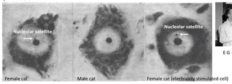 Module 4 X Chromosome Inactivation In Female Mammals Flashcards Quizlet