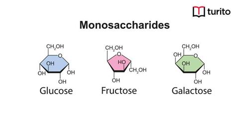 Monosaccharides | Definition, Types, Examples, and FAQs