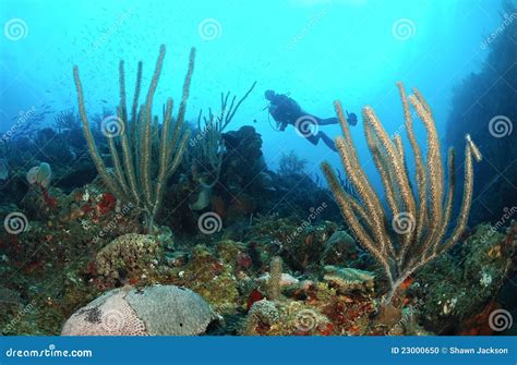 Scuba diver and coral reef stock photo. Image of exploring - 23000650