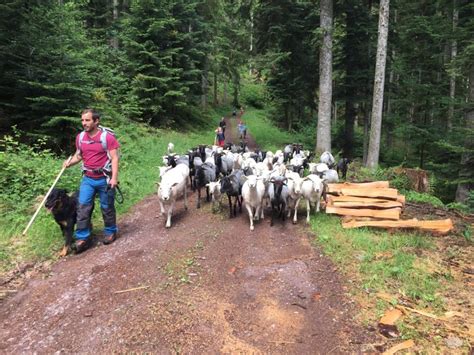 Transhumance à Saulxures Mairie de Saulxures Vallée de la Bruche