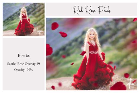 130 Red Rose Petals Overlays Rose Overlays Valentines Day Etsy