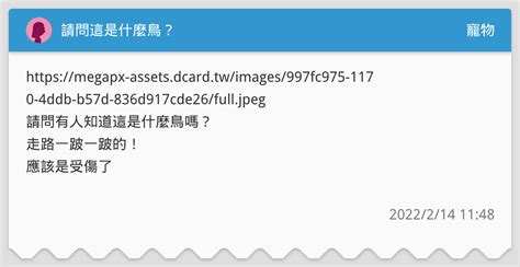 請問這是什麼鳥？ 寵物板 Dcard
