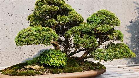 Amazing Bonsai Japanese Tree In 2023 Check It Out Now Leafyzen