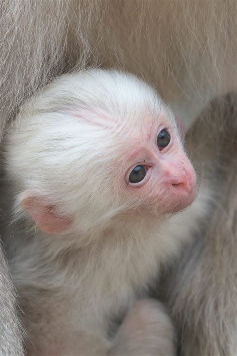 Tame Capuchin Monkeys For Sale