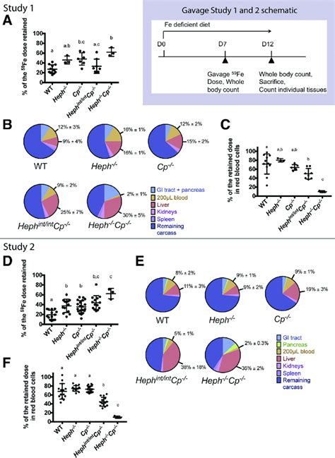 Intestinal Iron Absorption And Iron Distribution In Young Adult And Download Scientific Diagram