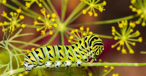 What Do Swallowtail Caterpillars Eat Imp World