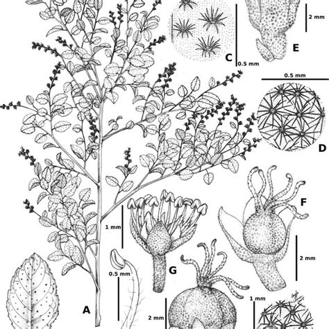 Croton Arenosus A Habit B Leaf C Leaf Indumentum Of The Adaxial Download Scientific