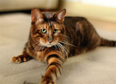 Toyger Cat Breed expert guide here: Explore Now