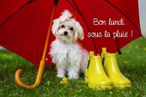 Bon Lundi Sous La Pluie Jolie Carte Virtuelle Sous La Pluie Carte