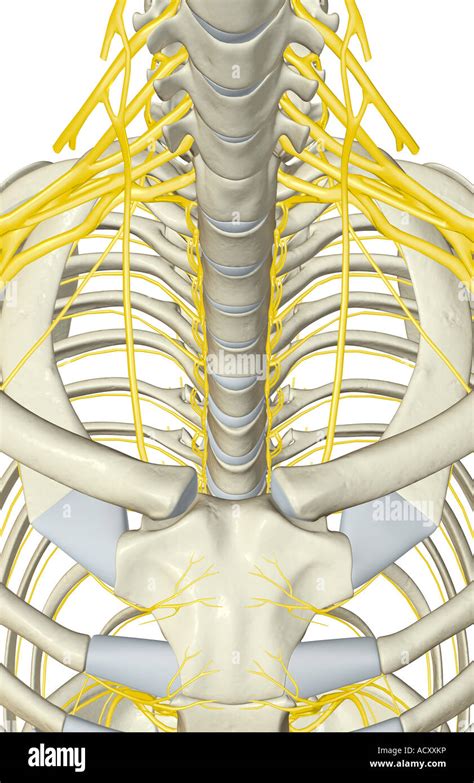 Thoracic Nerve High Resolution Stock Photography And Images Alamy