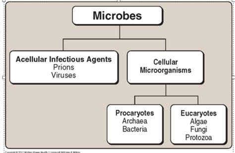 Microbiology Study Guide Unit Flashcards Quizlet