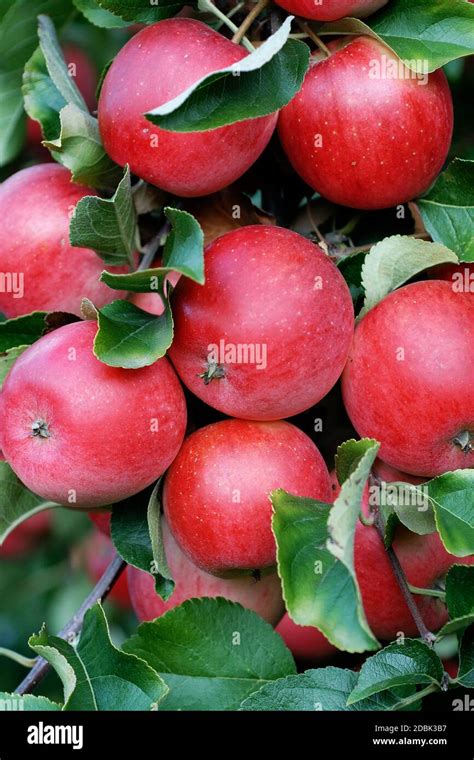 Malus Domestica Releika Hi Res Stock Photography And Images Alamy