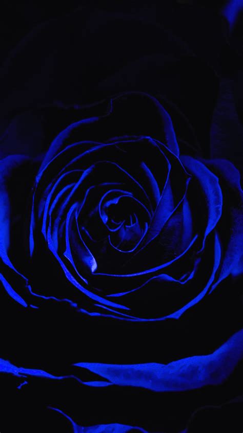 Wallpapers Black Electric Blue Blue Blue Rose Black Rose Black